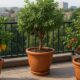 Três árvores frutíferas em vasos no terraço: um limoeiro, um com frutas escuras e outro com frutas vermelhas