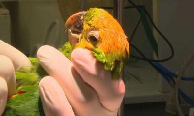 Pássaro com cabeça laranja e corpo verde sendo segurado por mãos enluvadas em ambiente clínico