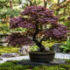 Esse arbusto japonês parece um bonsai gigante e muda de cor de forma espetacular durante os dias de outono no jardim de casa