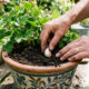Enterrar um dente de alho no vaso da sua planta ajuda a afastar pragas de forma permanente: o truque simples que age como um repelente sistêmico
