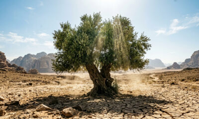 Essa árvore secular suporta secas extremas e continua verde: de cultivo simples, ela é ideal para jardins ensolarados e pátios quentes