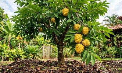 Essa fruta amarela tem sabor de torta de limão com merengue e nasce em uma árvore tropical de crescimento rápido