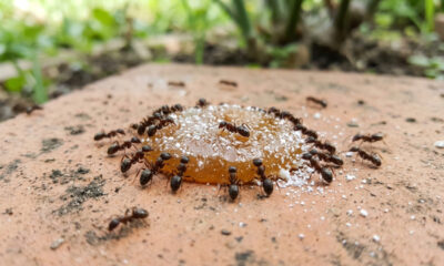 A gota doce fatal: a receita de farmácia que a formiga leva para o buraco e destrói a colônia em 48 horas 