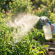 Mistura de alho com cebola e pimenta-dedo-de-moça: para que serve a infusão natural que protege as folhas e afasta pragas de vasos de plantas