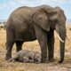 Cuidadores encontram filhote de elefante adormecido ao lado de um adulto e entendem o doce motivo