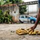 Vizinho pega bananas que caíram no próprio quintal e a polícia precisou ser chamada para resolver o caso
