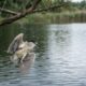 Pescador vê um amontoado de penas sobre a água e descobre um pássaro magnífico em perigo