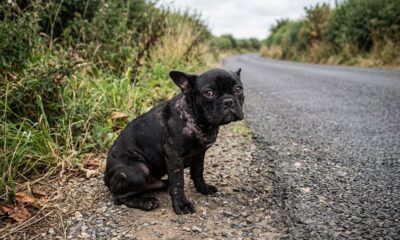 Criador abandona Bulldog Francês na estrada após acreditar que ele era contagioso