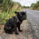 Criador abandona Bulldog Francês na estrada após acreditar que ele era contagioso
