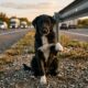 Cachorro abandonado tenta chamar a atenção de um casal com um gesto comovente