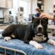 Cachorro sofre uma forte descarga elétrica após o resgate, mas continua cheio de amor