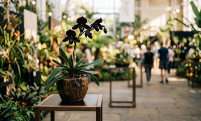 A lenda da orquídea negra: veja se a espécie raríssima com flores incrivelmente escuras é um mito ou uma realidade na botânica