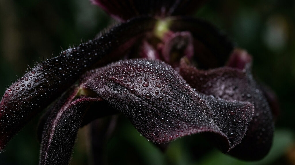A lenda da orquídea negra: veja se a espécie raríssima com flores incrivelmente escuras é um mito ou uma realidade na botânica