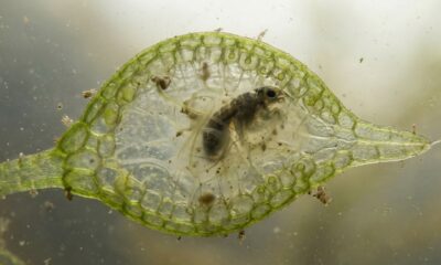 A planta carnívora que usa armadilhas invisíveis para capturar pequenas presas
