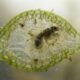 A planta carnívora que usa armadilhas invisíveis para capturar pequenas presas