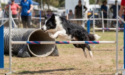 Border Collie mais rápida do mundo rouba a cena ao vencer corrida de obstáculos em 26 segundos