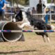 Border Collie mais rápida do mundo rouba a cena ao vencer corrida de obstáculos em 26 segundos