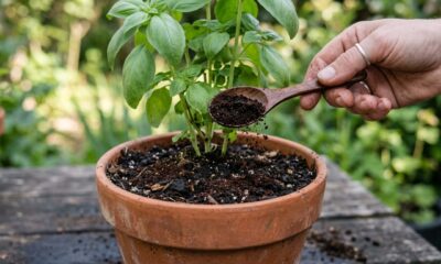 Se você guarda borra de café em vez de jogar fora, você tem um tesouro em mãos: veja para que serve