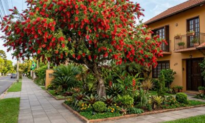 Nem ipê, nem flamboyant: a árvore que floresce o ano todo sem danificar o piso