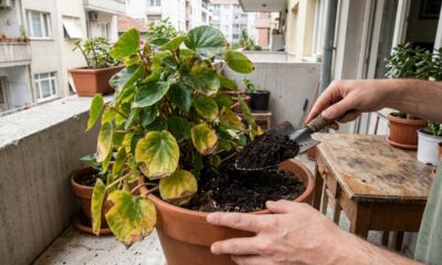 Coloque isso na terra do vaso e plantas fracas podem voltar a crescer sem precisar de adubo caro