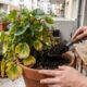 Coloque isso na terra do vaso e plantas fracas podem voltar a crescer sem precisar de adubo caro