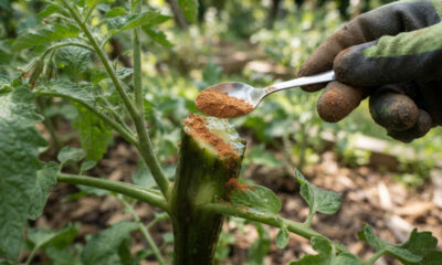 Pó de canela na jardinagem: para que serve e por que funciona como um cicatrizante e fungicida natural em podas e mudas de plantas