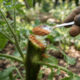 Pó de canela na jardinagem: para que serve e por que funciona como um cicatrizante e fungicida natural em podas e mudas de plantas