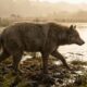 Cientistas descobrem nova espécie de “cão-urso” extinta há 16 milhões de anos em antigo lago pré-histórico