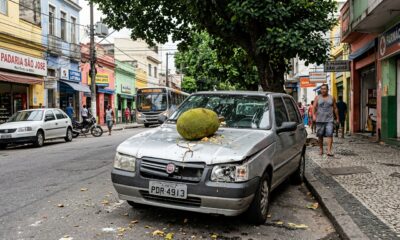 Motorista estaciona embaixo de árvore em via pública, fruta cai e amassa o capô, ele processa a prefeitura e descobre que a responsabilidade depende de quem plantou a árvore