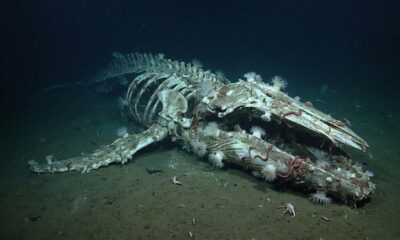 Cientistas encontram o maior “cemitério de baleias” já registrado no fundo do oceano e fósseis chegam a 5 milhões de anos