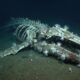 Cientistas encontram o maior “cemitério de baleias” já registrado no fundo do oceano e fósseis chegam a 5 milhões de anos