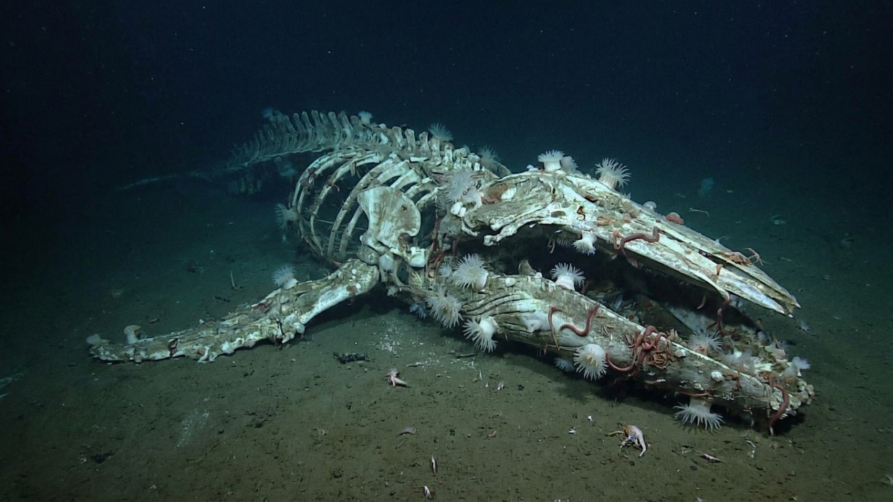 Cientistas encontram o maior “cemitério de baleias” já registrado no fundo do oceano e fósseis chegam a 5 milhões de anos