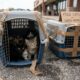 Clientes da Home Depot encontram canil lotado com 15 animais dentro