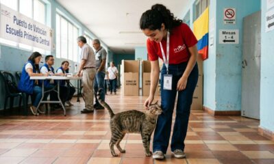 No dia da eleição, gato desgrenhado invade cabine de votação e implora por ajuda