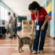 No dia da eleição, gato desgrenhado invade cabine de votação e implora por ajuda