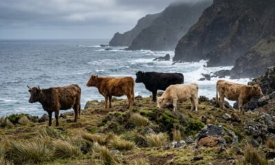 Cinco vacas foram deixadas sozinhas em uma ilha no meio do oceano e, mais de um século depois, seus descendentes já formavam um rebanho com quase 2 mil animais