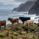 Cinco vacas foram deixadas sozinhas em uma ilha no meio do oceano e, mais de um século depois, seus descendentes já formavam um rebanho com quase 2 mil animais