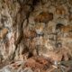 DNA humano preservado em paredes de cavernas por milhares de anos abre uma nova janela para o passado