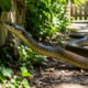 Cobra de 2 metros surpreende pelo tamanho, mas especialistas explicam por que ela é importante para a natureza