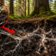 O maior organismo vivo da Terra não é uma baleia nem uma árvore: o gigante escondido sob a floresta surpreende