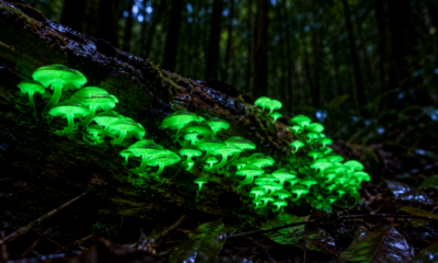 O fungo luminoso que brilha naturalmente durante a noite nas florestas
