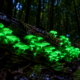 O fungo luminoso que brilha naturalmente durante a noite nas florestas