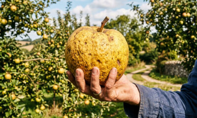 Essa fruta exótica parece um limão gigante mas tem sabor adocicado e a sua casca espessa é totalmente comestível e perfumada