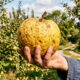 Essa fruta exótica parece um limão gigante mas tem sabor adocicado e a sua casca espessa é totalmente comestível e perfumada