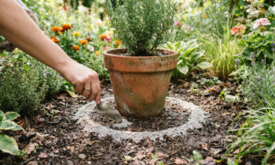 Uso de cinzas de madeira: como aplicar o pó peneirado ao redor dos vasos de plantas para afastar as formigas e proteger a horta