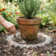Uso de cinzas de madeira: como aplicar o pó peneirado ao redor dos vasos de plantas para afastar as formigas e proteger a horta