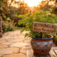 Essa folhagem aromática é ideal para jardins e vasos: de cultivo simples, ela funciona como um poderoso repelente natural contra pernilongos