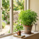 Essa planta inofensiva para pets no parapeito da janela é dez vezes mais forte que qualquer repelente químico para afastar os pernilongos