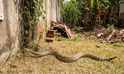 Por que as cobras aparecem mais no calor e o que ajuda a manter esses animais longe de casa