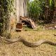 Por que as cobras aparecem mais no calor e o que ajuda a manter esses animais longe de casa